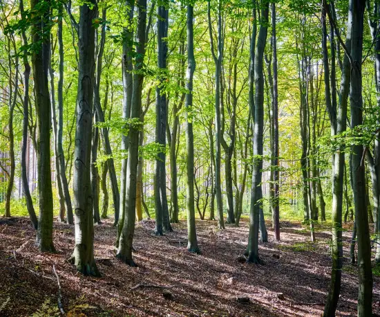 Nadmorski las koło Orzechowa