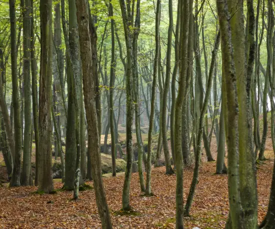 Nadmorski las koło Orzechowa